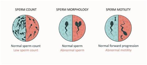 Is Male Infertility The Same As Sexual Performance Issues