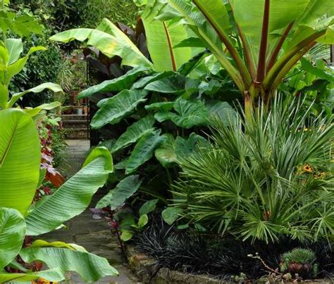 Tropical Garden Picture