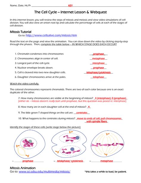 Congratulations on completing this webquest. The Cell Cycle The Cell Cycle -- Internet Lesson - burgess