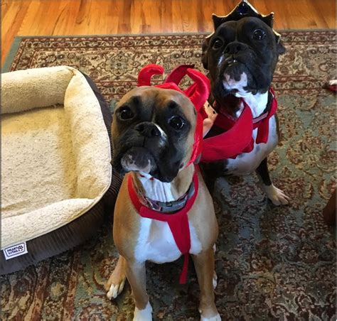 40 Funny And Clever Halloween Costumes For Boxer Dogs Page 11 Of 12