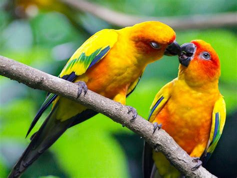 Some breeders consider masked lovebirds more aggressive than the two other more common breeds. Lovebirds Wallpaper (56+ images)