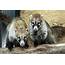 Moment Zoos New Cute Raccoon Like Animals Are Fed  ViralTab
