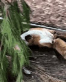 Fox Wagging Tail GIF Fox Wagging Tail Cute Discover Share GIFs