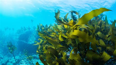 The Extensive Use Of Seaweed In The Artificial Management Of Marine