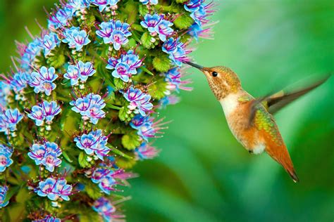Download Blue Flower Bird Animal Hummingbird Hd Wallpaper