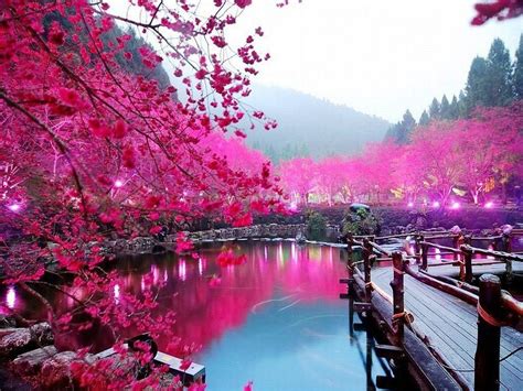Pemandangan Bunga Sakura Newstempo