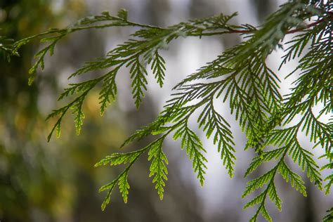 Wallpaper : sinar matahari, hutan, taman, cabang, hijau, merapikan