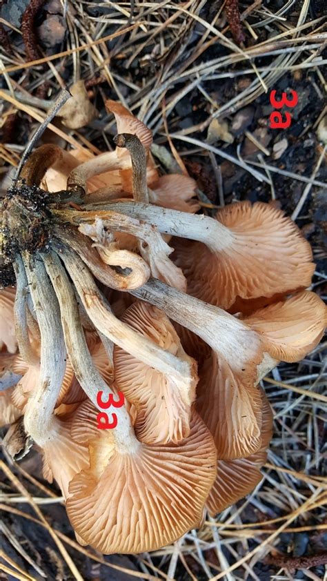 Another Honey Mushroom Question Identifying Mushrooms Wild Mushroom