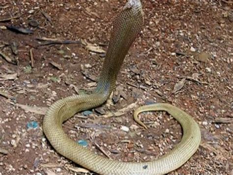 Animals Of The World Philippine Cobra
