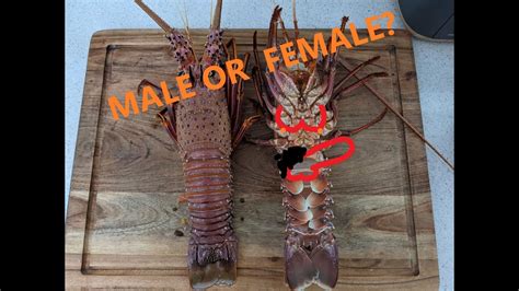 How To Sex And Measure Crayfish Western Red Rock Lobster Youtube
