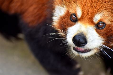 Red Panda Face Close Up Close Up On The Cute Face Of A Red Flickr