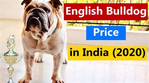 Hand raised miniature english bulldog puppies for sale to approved homes at times. English Bulldog Price in India 2020 in Hindi - YouTube