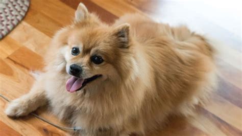 15 Dogs That Look Like Foxes Aka Fox Dogs Barking Royalty
