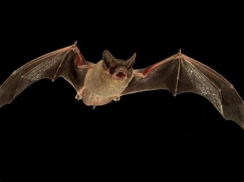 On Summer Nights Some Bats Like To Jam Science Smithsonian Magazine