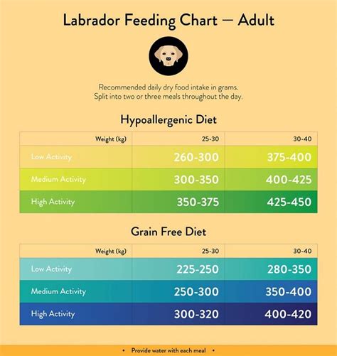 Labrador Feeding Guide Lovejoys Pet Food