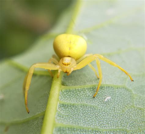 Goldenrod Crab Spider Misumena Vatia Female In Yellow Form