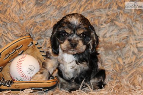 We take the adoption process seriously and monitor breeders closely. Cocker Spaniel puppy for sale near Dallas / Fort Worth ...