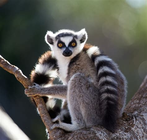 World Lemur Day Five Spectacular Species Eco Kids Planet