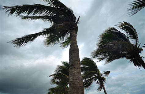 Palm Trees In Hurricane Fhba