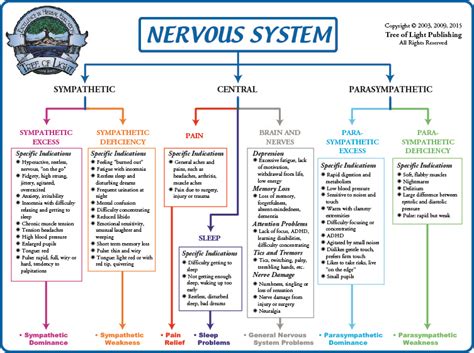 Diagram system nervous nervous system system diagram infographic presentation information business data ui chart interface background number template sequence vector business element plan 3d infographics step colorful process progress icon graph info option modern layout circle brochure. Biological Terrain for the Nervous System Chart