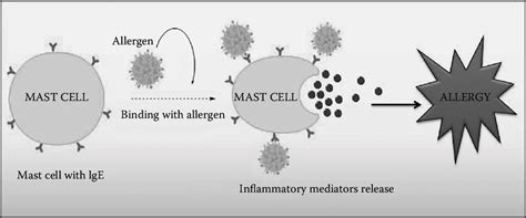 1 Diagrammatic Representation Of Mechanism Of Ige Mediated Allergy