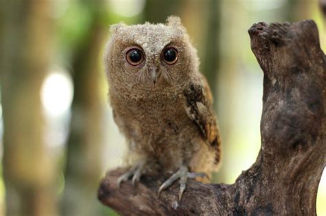 The Javan Scops Owl Otus Angelinae Is A Rare Owl Native To Indonesia In Owl Bird