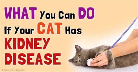 Renal Failure In Cats Treatment