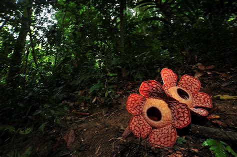Where To Find The Rare And Heavy Rafflesia Flower