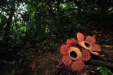 Below are some tips and examples. Where to Find the Rare & Heavy Rafflesia Flower