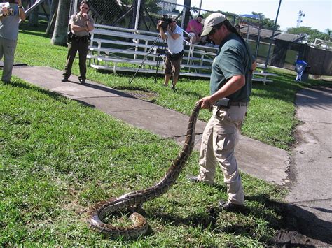 Hunting Snakes In The Everglades To Protect Native Species Mpr News