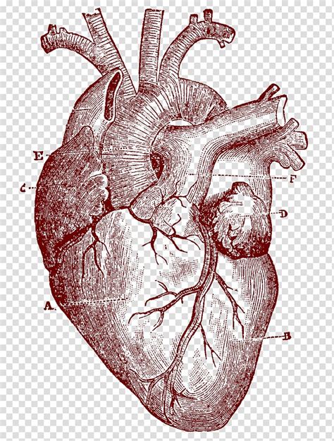 Heart Drawing Anatomy