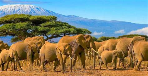 Fra Nairobi 2 Dages Amboseli National Park Safari Getyourguide