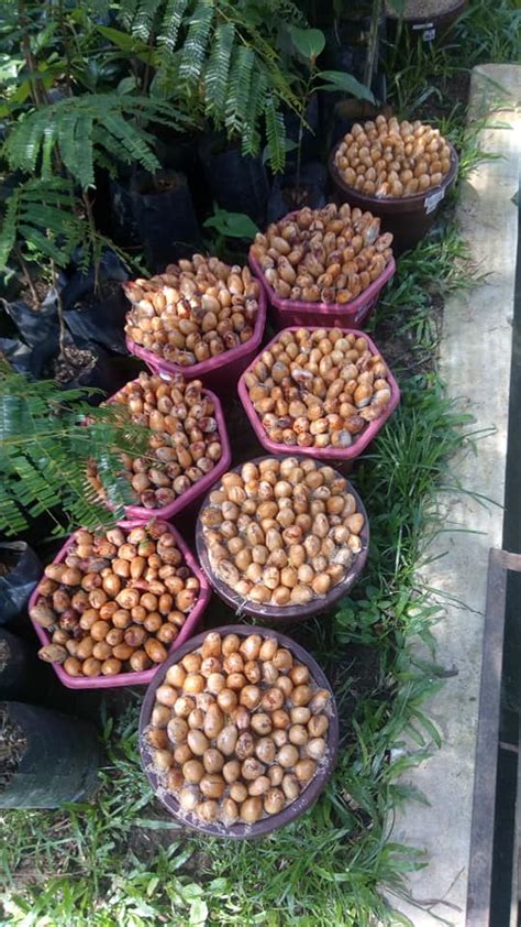 Tatacara pengurusan tanaman durian musang king. Gambar Proses Cantuman Baji Durian Paling Senang Dan Jimat ...