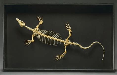 Monitor Lizard Skeleton Wire Art Lizard Paleo Art