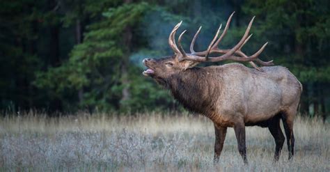 Discover The Largest Elk In The World Az Animals