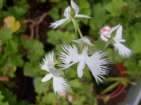 White Egret Orchid Habenaria Radiata Pauline Kehoe Flickr