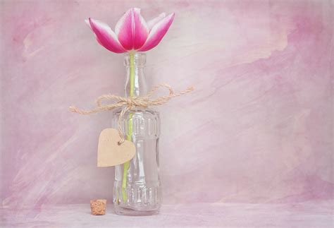 Free Images Blossom Bloom Glass Heart Tulip Vase Close Spring