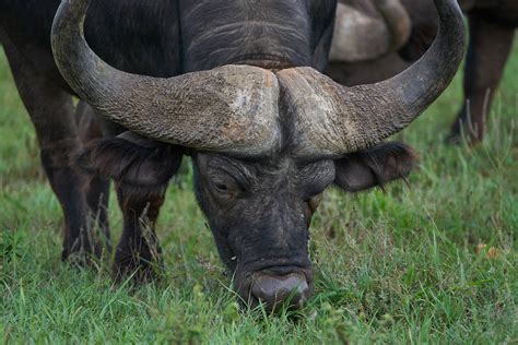 Want To Know Some Fascinating African Buffalo Facts And See Photos 2023