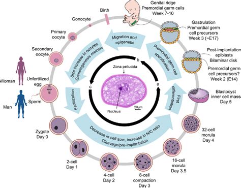The Germ Cell Life Cycle And Associated Changes In Cell Size And N C