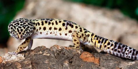 Leopard Gecko Care Center Galápagos Reptile Gear