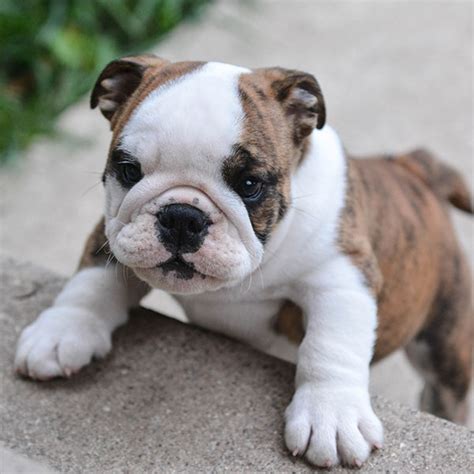 Rowan & ashley in tennessee she comes from a longview top shelf english bulldog is located in central florida and surrounding areas: Florida English Bulldog Puppies For Sale From Top Breeders