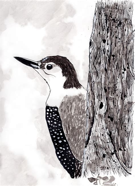 Woodpecker By Asimmz On Deviantart
