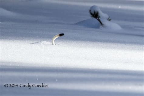 Winter Weasel Cindy Goeddel Photography