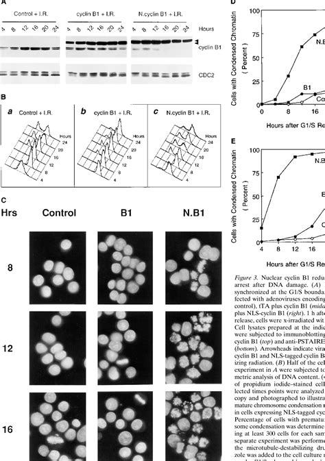 Figure 3 From Nuclear Localization Of Cyclin B1 Controls Mitotic Entry