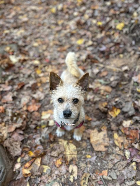 Potty training help for an inbred dog with a low iq : r/DogAdvice