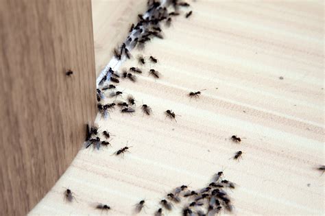 Was tun, wenn sich in der wohnung plötzlich ameisen breit machen? Was tun gegen Ameisen im Haus?