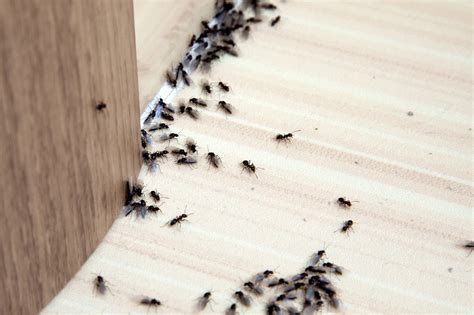 Was hilft gegen ameisen im haus oder in der wohnung? Was tun gegen Ameisen im Haus?