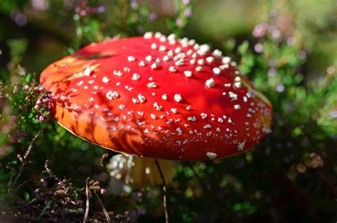 Download Red Fungi Mushroom Aesthetic Wallpaper