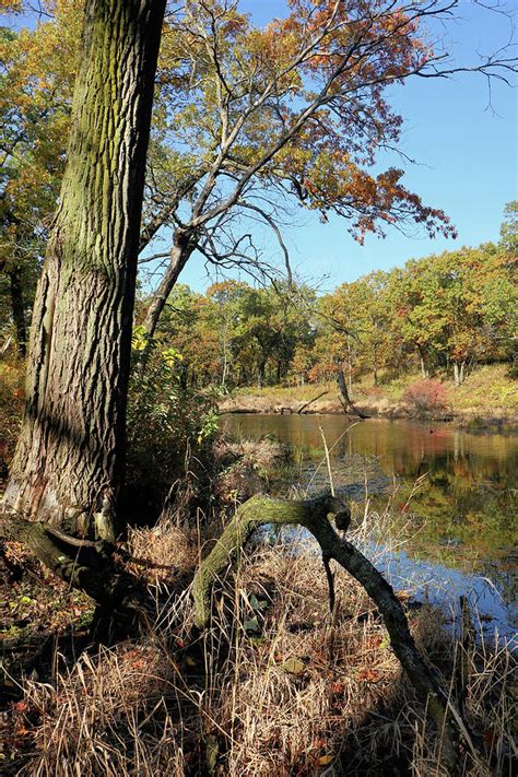 October At Miller Woods Photograph By Scott Kingery Fine Art America