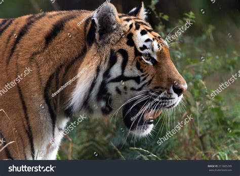 Male Siberian Tiger Walking Through Dense Stock Photo